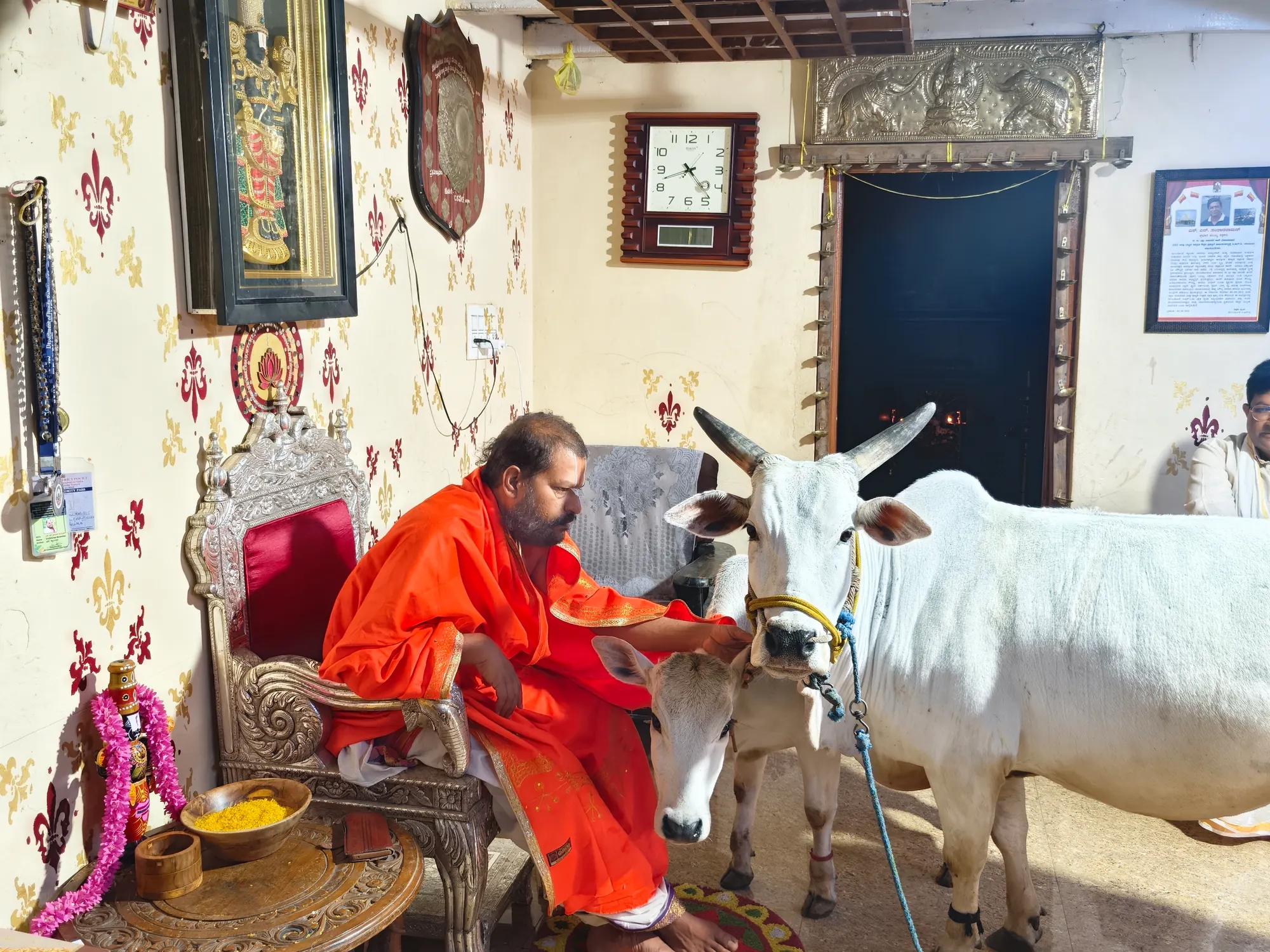 Guruji reaching out to a Hallikar cow and her calf brought in to him, both of them standing on a rangoli drawn on the floor
