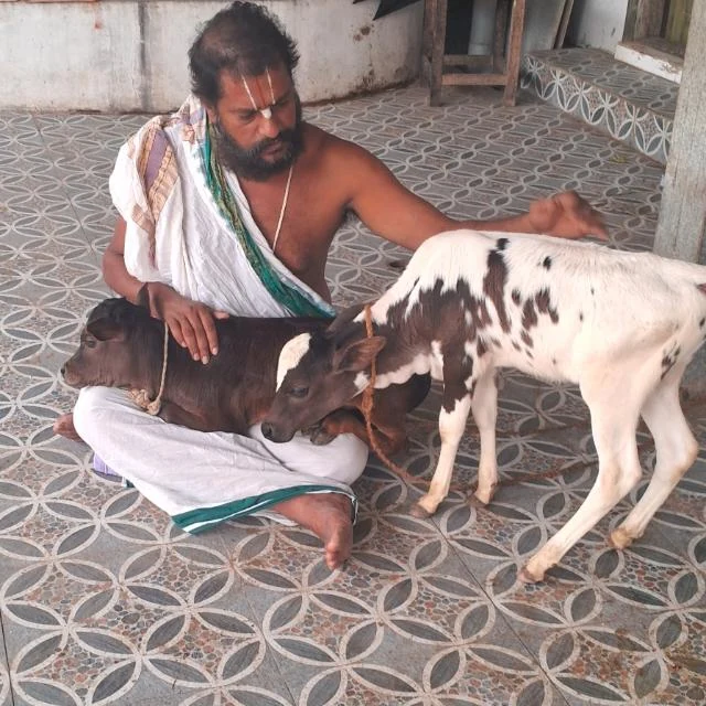 A dark brown calf resting in the lap of a man seated on the floor in a white dhoti, while a second calf, white with brown markings, stands against his outstretched arm on the tiled veranda of the goshala