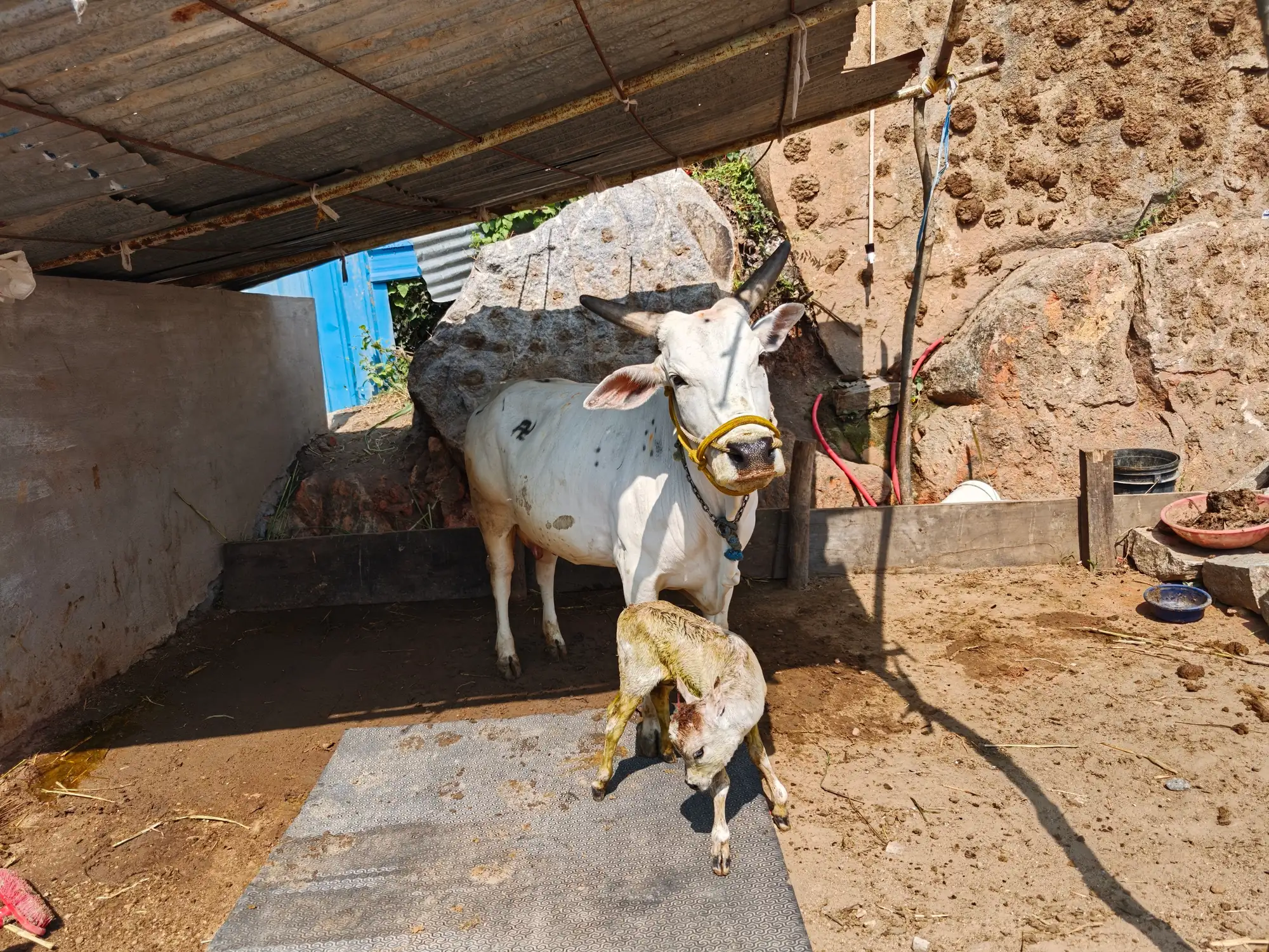 A cow standing over her newborn calf in the shed at the goshala, in the shade of the tin roof against the boulder wall behind