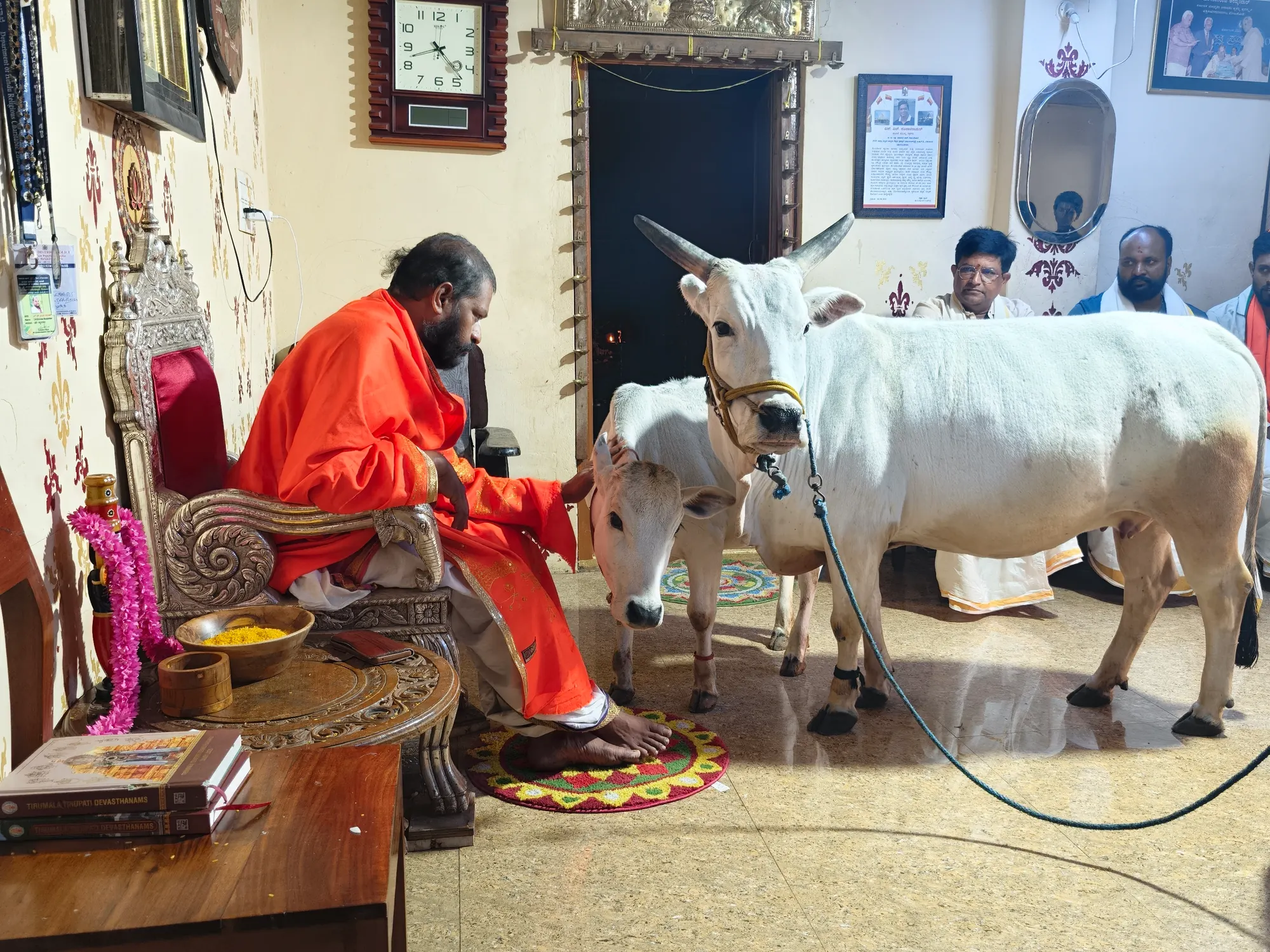 Guruji seated in the mandira with his hand resting on the head of a calf, its mother standing beside it