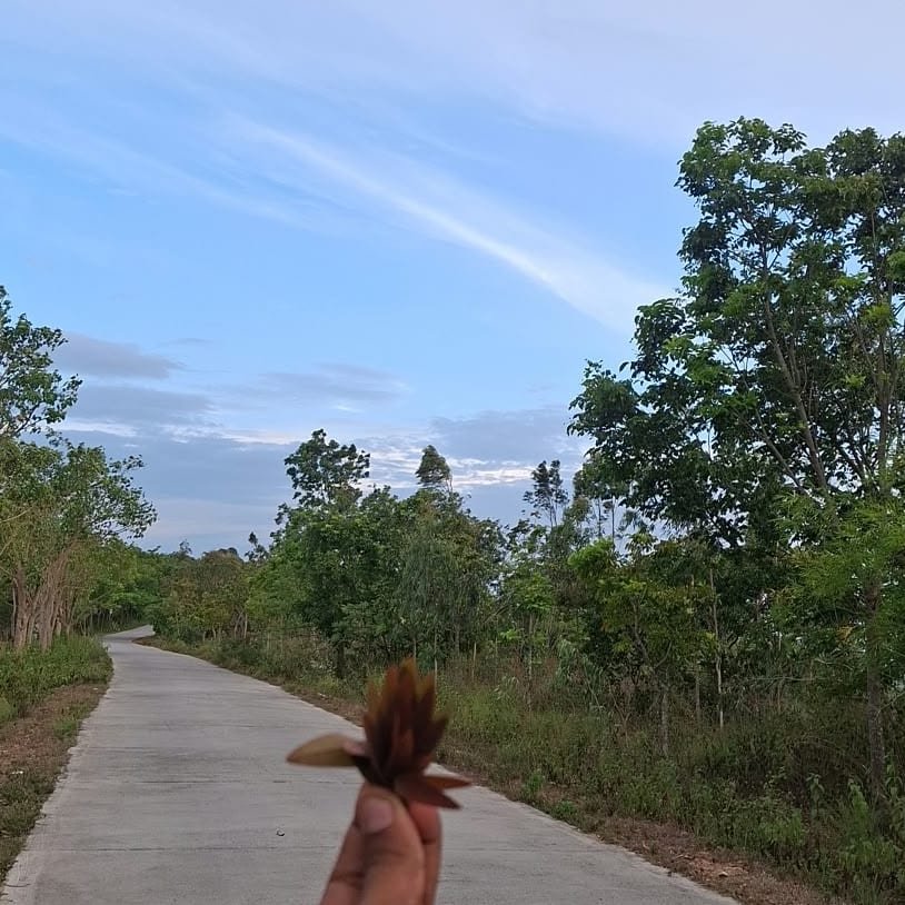 A narrow concrete road running away between young trees and scrub under a wide pale-blue sky near Melukote, with a hand holding up a sprig of copper-coloured leaves in the foreground.